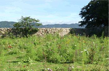 瀬戸内・犬島の住宅に施工した植栽