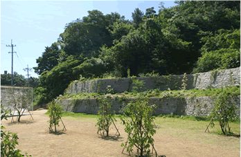 犬島の石垣の前に植えられた樹木